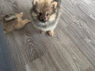 Spitz Pomeranian - Rheine