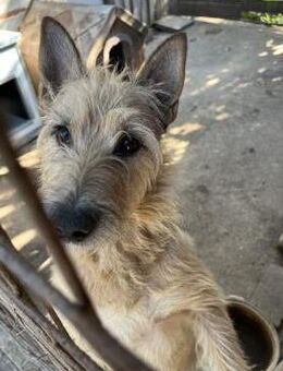 Tekla - Traumhund sitzt im Tierheim - Köln