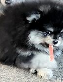 Zwergspitz Pomeranian Welpen- bunte Truppe- in 46286