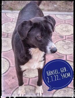 Hänsel - ein Schatz auf 4 Pfoten - Gelenau (Erzgebirge)