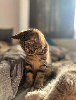 3 Kätzchen (weiblich) suchen ein Zuhause - Hürth Zentrum