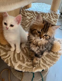 BKH / BLH Highlander Kitten - Leipzig