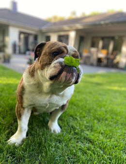 Englische Bulldogge Rüdiger sucht ein liebevolles Zuhause - Barum (Landkreis Lüneburg)