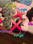 4 zauberhaftes Maine Coon Kitten abzugeben in 65428