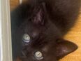 Bkh kitten ♥️1 kitten junge noch übrig !!! in 30823