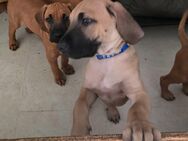 3 unserer Rhodesian Ridgeback Jungs suchen noch ein tolles Zuhause - Nienhagen (Niedersachsen)