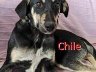 CHILE ❤ wartet in 52441 Linnich-Gereonsw - Langenhagen