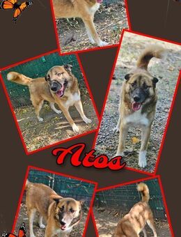 Toller Atos wartet schon so lange! - Nürnberg