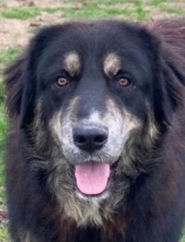 Bärli, geb. ca. 01/2024, GRIECHENLAND - Markdorf