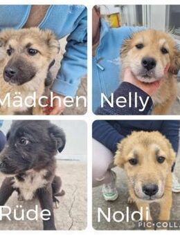 4 Welpen suchen ihr Glück - Neuhausen (Fildern)