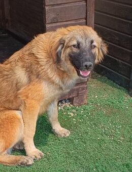 Sami Ein verspielter Wirbelwind - Eixen