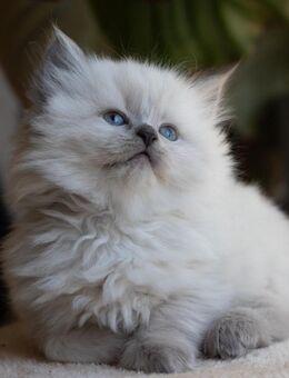 Hübsche BLH kitten zu verkaufen - Berlin
