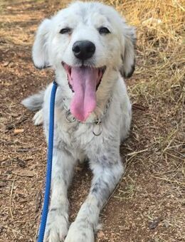 Bobi ruhiger, sanfter Hundemann - Berlin