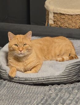 Wunderschön BKH Kater - Hamburg