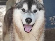 ROCK - junger Husky sucht ...... - Kempen