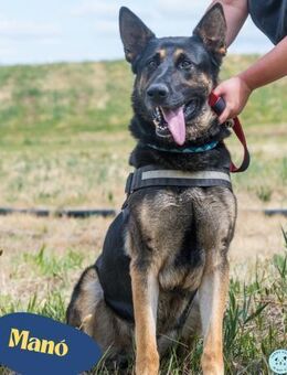 Manó, ein stattlicher Bursche - Rheine