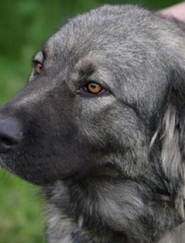 ASTA wurde im Stich gelassen - Gefrees