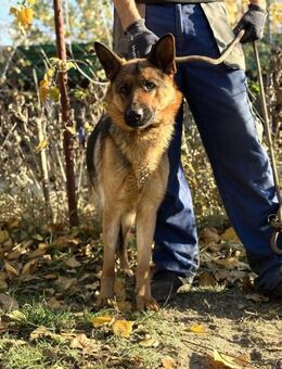 Vanilla - möchte raus aus dem Tierheim - Köln