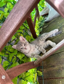 BKH/kartäuser mix katerchen - Oberstaufen