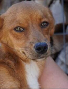 Barney kleiner Kerl, großes Feuerwerk - Gerlingen