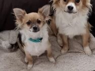 Chihuahua Jungs zu verkaufen - Motten