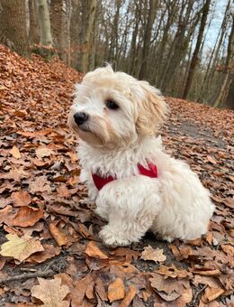 Bolonka-Mix, Bollipoo (ähnlich Havapoo und Maltipoo, Mini-Doodle) - Aumühle