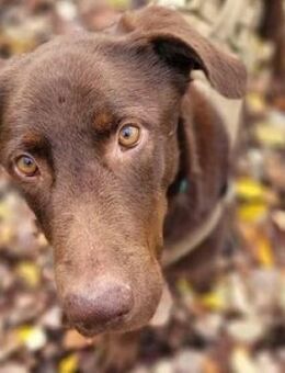 Treue Seele LADO - Gefrees