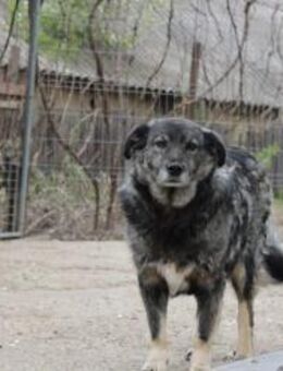 Jibu sucht eine Pflegestelle - Celle