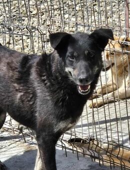 POLLY sucht liebevolles Zuhause - Neuberg