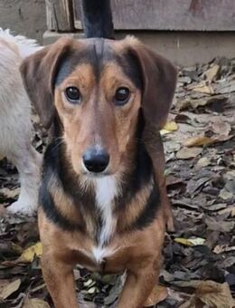 🐾 Balto kleiner Dackelmix - Kassel