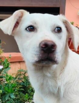 Anturio 💙💙💙 sucht Für-immer-Zuhause - Herxheim (Landau)