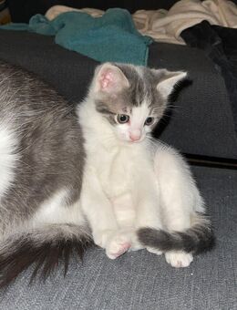 Kitten / Katzen / Katzenbabys - Attendorn (Hansestadt) Zentrum