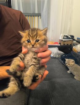 Bkh baby Katze - Saarbrücken