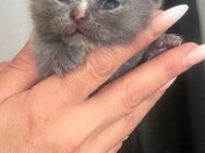 Bkh kitten reinrassig - Garbsen