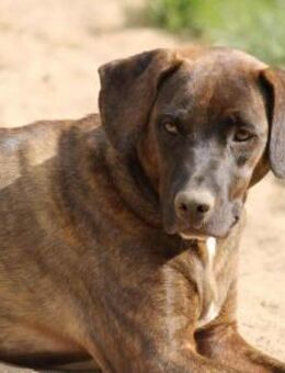 Angelina Pflegestelle in Hessen - Bad Vilbel