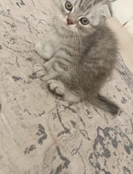 Katzen Hauskatzen - Wuppertal