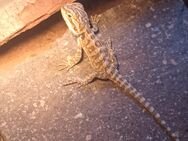 Bartagame Baby sucht neues Zuhause - Berlin Spandau