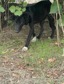 Sparkle erfahrene Pflegestelle gesucht - Olfen