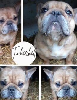 TINKERBELL PP Hübsche Bully Dame sucht - Neustadt (Rübenberge)