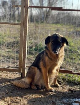 Ängstl. ROMEO sucht liebes Zuhause - Neuberg