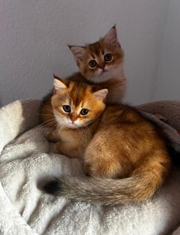 2 BKH Kitten - Papenburg
