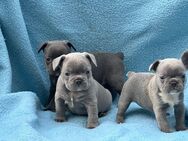 Entzückende Französische Bulldoggenwelpen zur Vermittlung - Bogen Zentrum