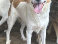 Zoe ist eine liebe Traumhündin 🐾 - Elsdorf (Nordrhein-Westfalen)