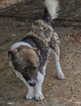 Archy sucht ein liebevolles Zuhause - Blankenheim (Nordrhein-Westfalen)