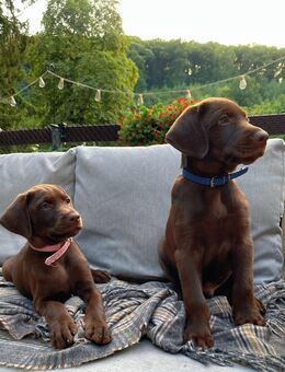Labrador x Dobermann Welpen warten auf ihr neues Zuhause - Trier