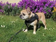 Rosie will endlich ankommen - Külz (Hunsrück)