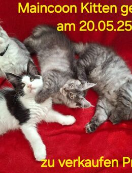 reinrassig Main Coon Kitten - Niederwiesa