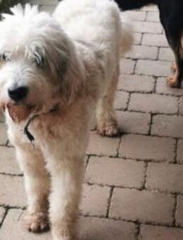 Akai sucht ein aktives Zuhause - München