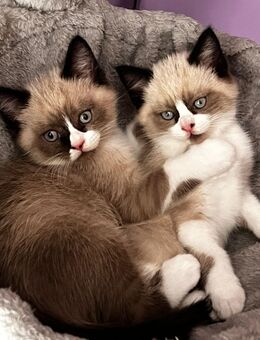 RAGDOLL-BKH-Kitten - Brieselang