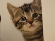 Kitten - Braunfels
